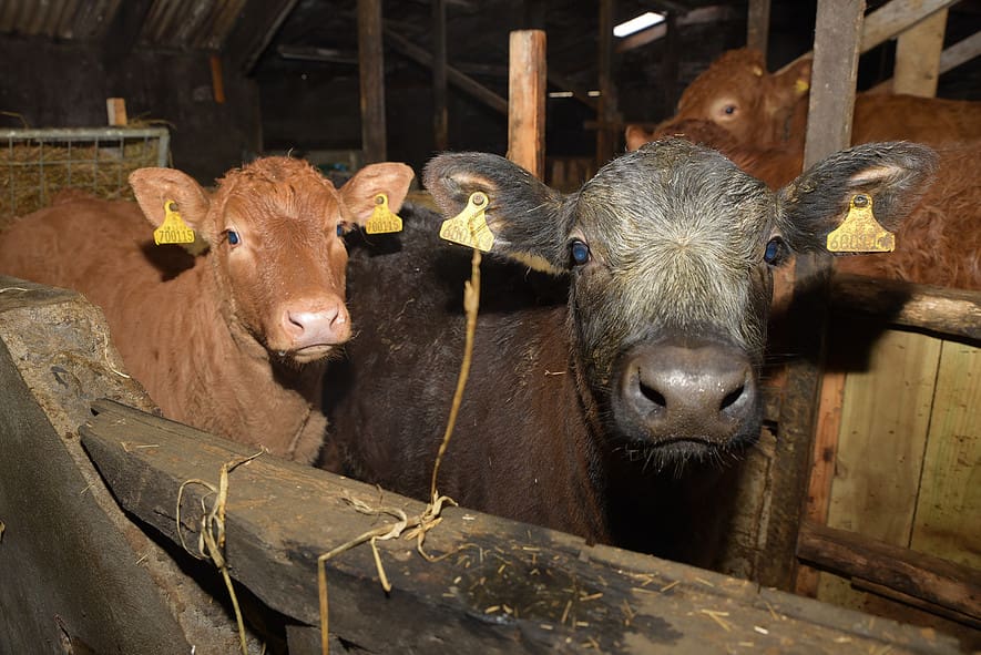 Embryo Transfer & Flushing Northvet Veterinary Group