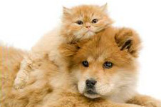 Cat and dog - Parasite Control