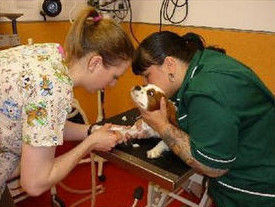 Dog receiving anaesthetic