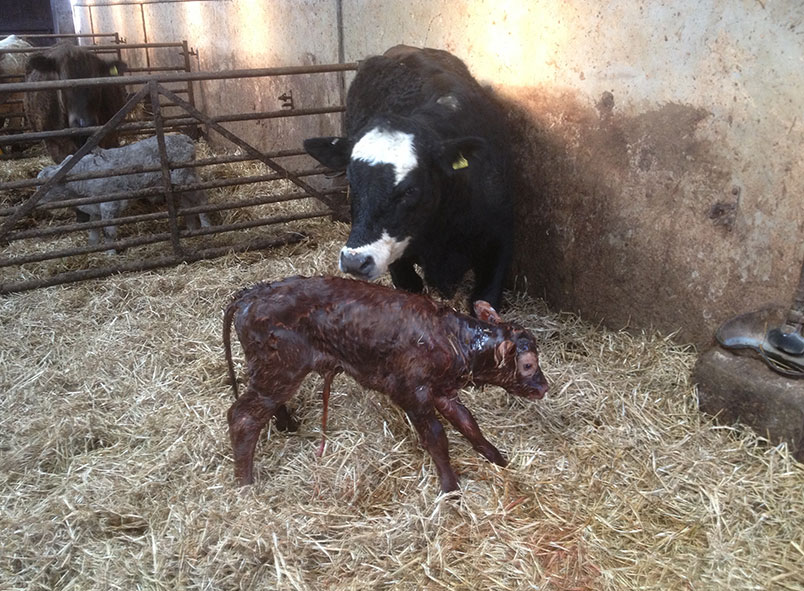 Newborn calf - Losses at calving time