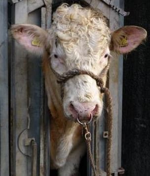 Bull